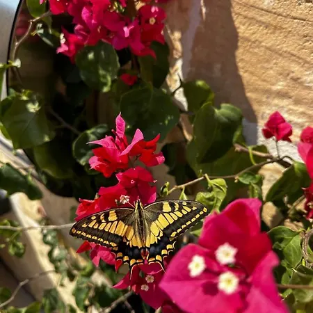 Bed & Breakfast Ta Pinu - Luxury Heritage Living *